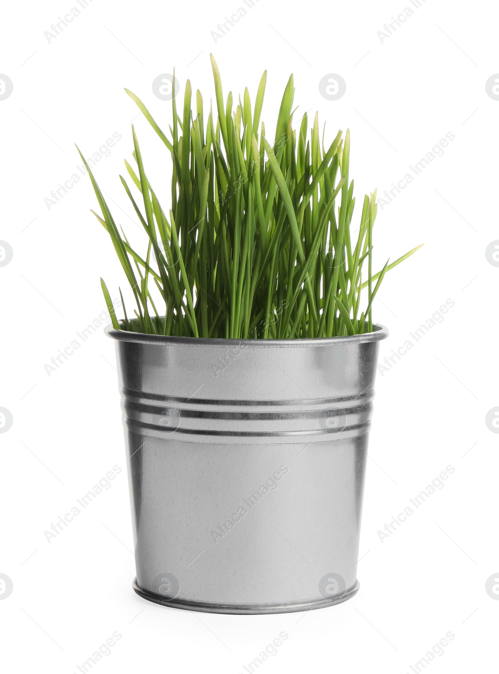 Photo of Potted fresh wheat grass isolated on white