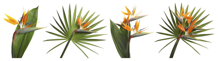 Set with beautiful Bird of Paradise tropical flowers on white background. Banner design