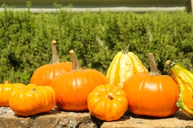 Photo of Many different ripe orange pumpkins on stone surface in garden