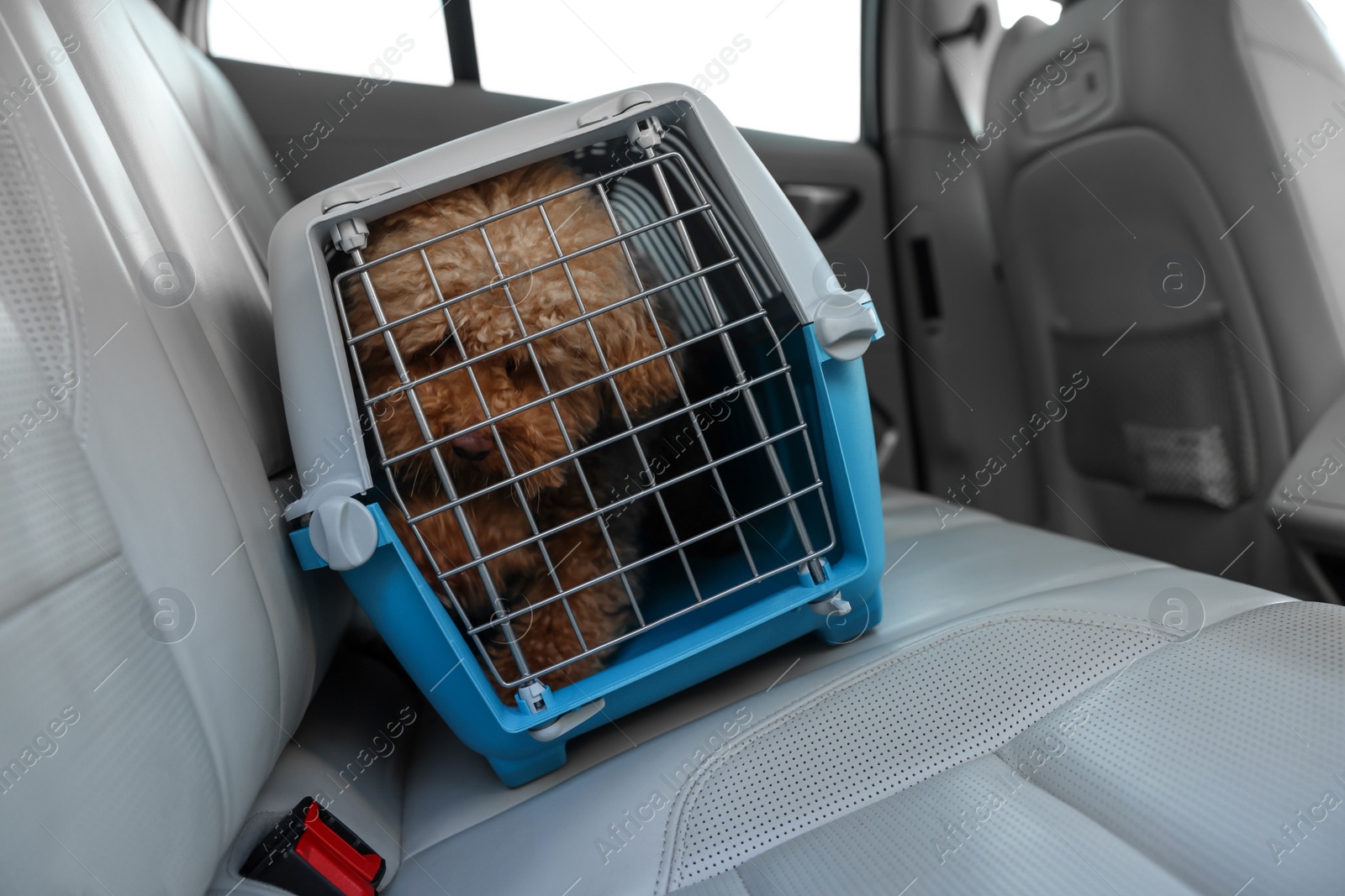 Photo of Cute dog in pet carrier travelling by car