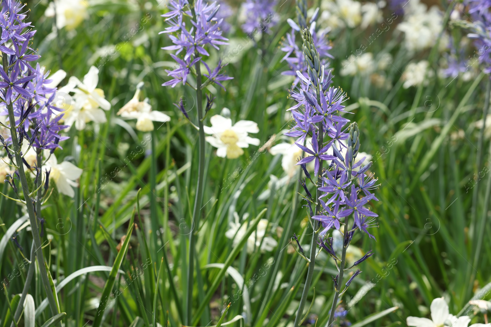 Photo of Beautiful Camassia growing among narcissus flowers outdoors, closeup. Spring season