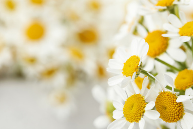Photo of Beautiful chamomiles on blurred background, closeup. Space for text