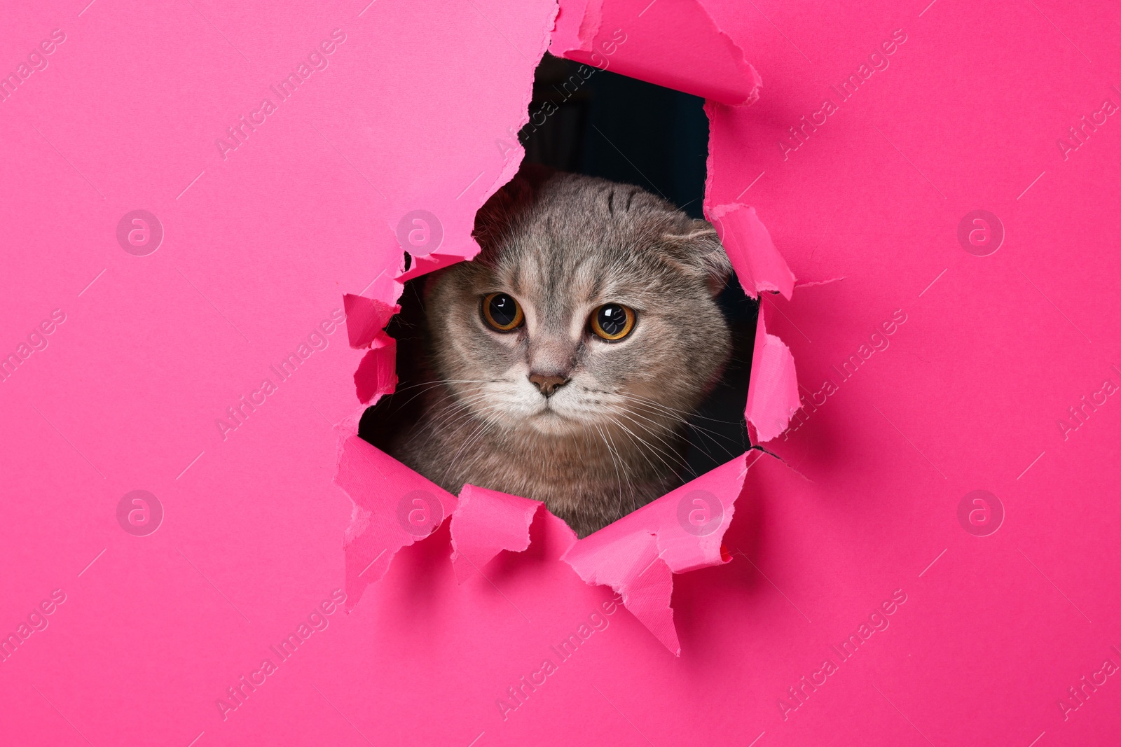 Photo of Cute grey cat peeking out hole in pink paper