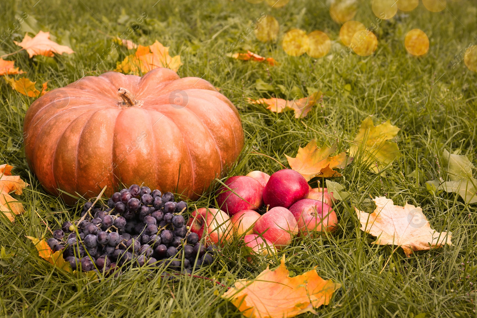 Photo of Ripe pumpkin, fruits and maple leaves on green grass outdoors, space for text. Autumn harvest