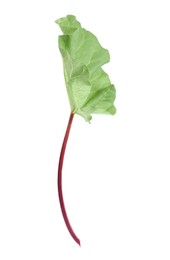 Photo of Fresh rhubarb stalk with leaf isolated on white