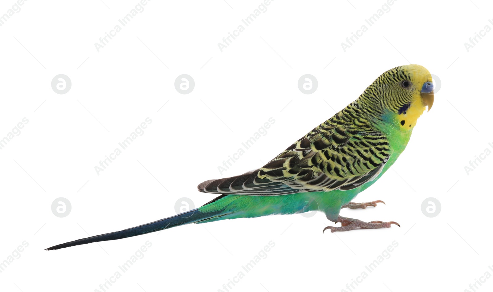 Photo of Beautiful parrot isolated on white. Exotic pet