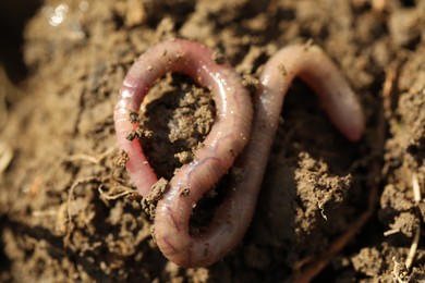 Photo of One worm crawling in wet soil on sunny day, closeup