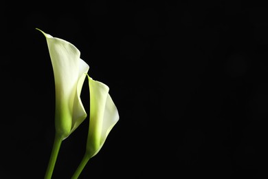 Photo of Beautiful calla lily flowers on black background, space for text