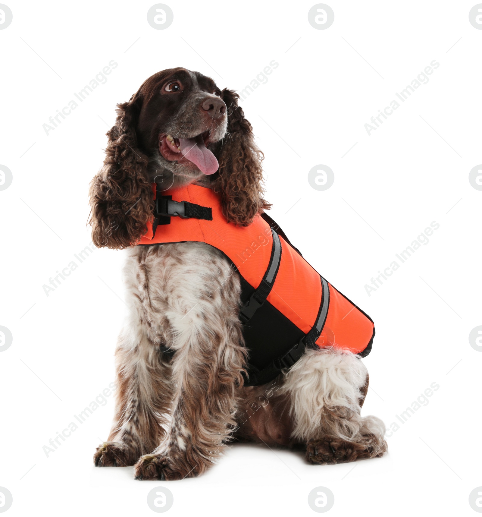 Photo of Dog rescuer in life vest on white background