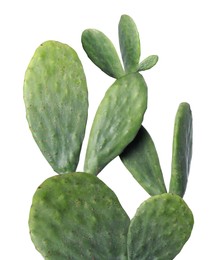 Image of Beautiful big green cactus on white background