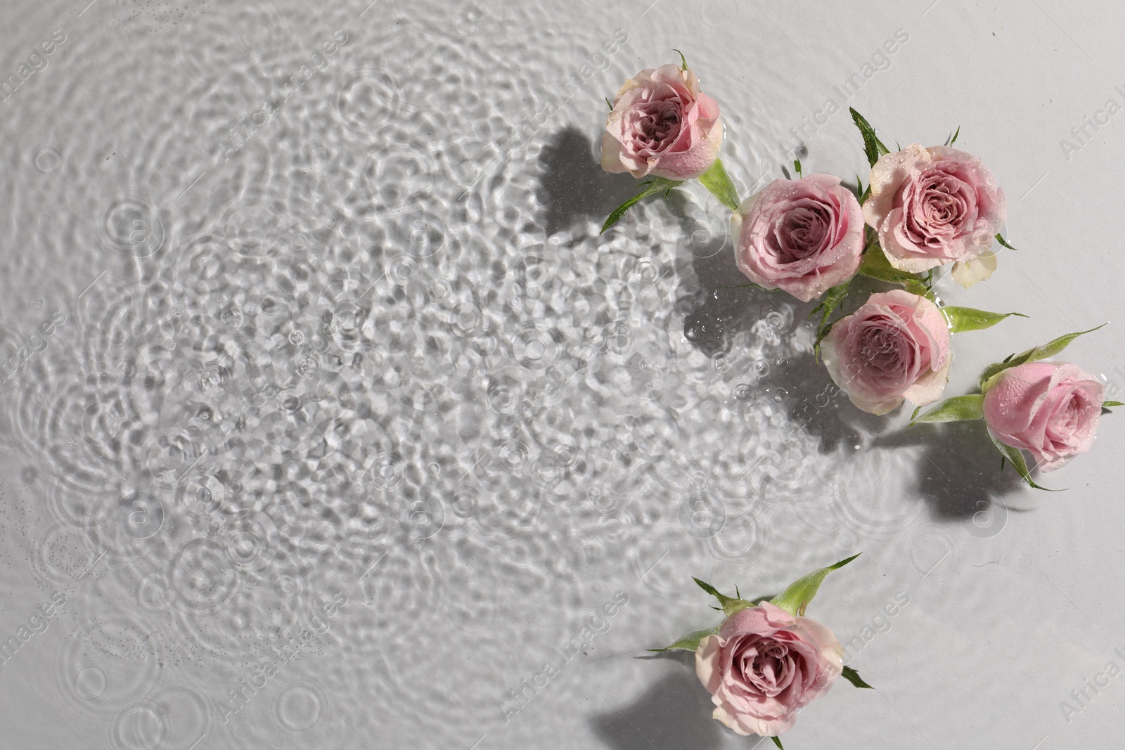 Photo of Beautiful roses in water on white background, top view. Space for text