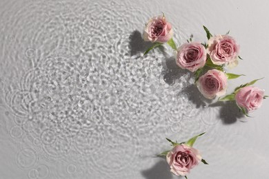 Beautiful roses in water on white background, top view. Space for text