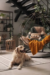 Photo of Beautiful Golden Retriever dog resting near hanging chair on indoor terrace