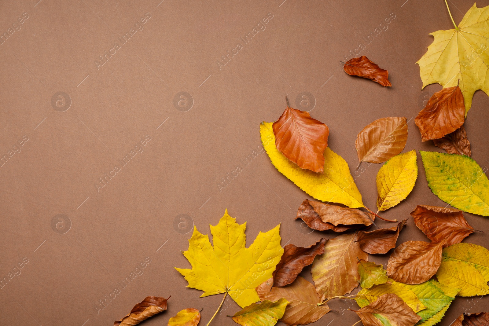 Photo of Beautiful autumn leaves on brown background, flat lay. Space for text