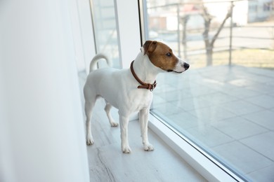 Photo of Cute Jack Russell Terrier on windowsill indoors