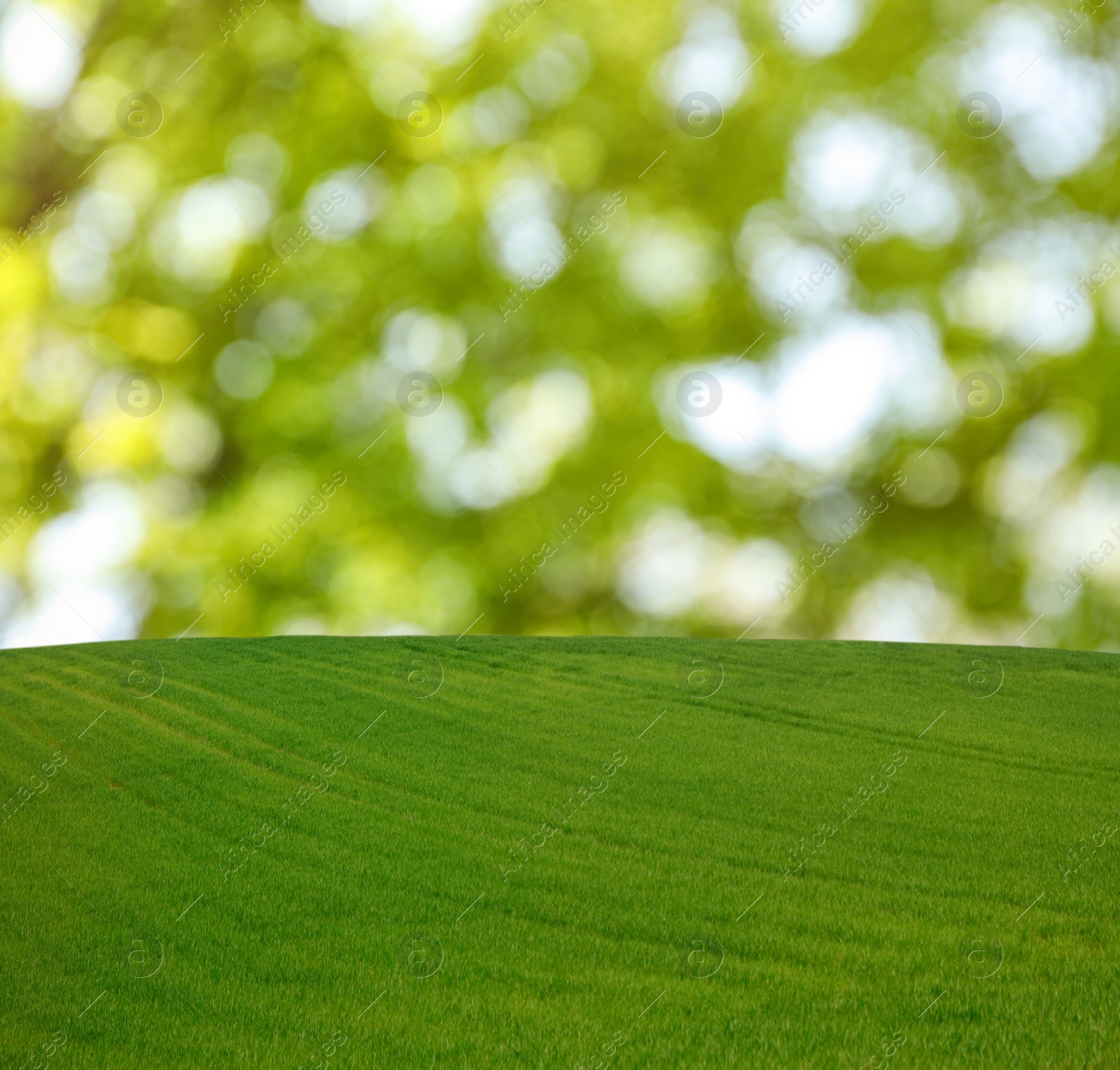 Image of Beautiful lawn with green grass on sunny day. Bokeh effect