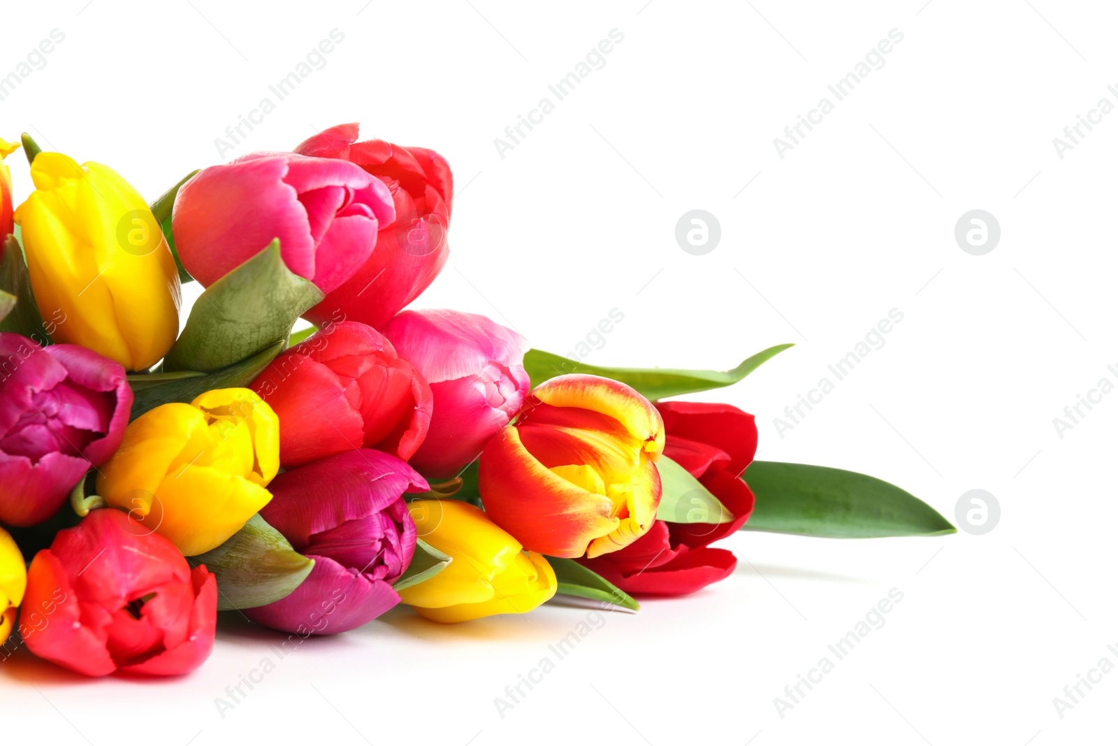 Photo of Beautiful bright spring tulips on white background