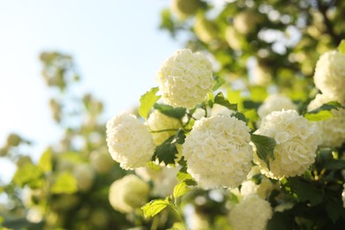 Beautiful hydrangea plant with white flowers outdoors, closeup