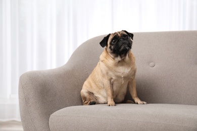 Photo of Happy cute pug dog on sofa indoors