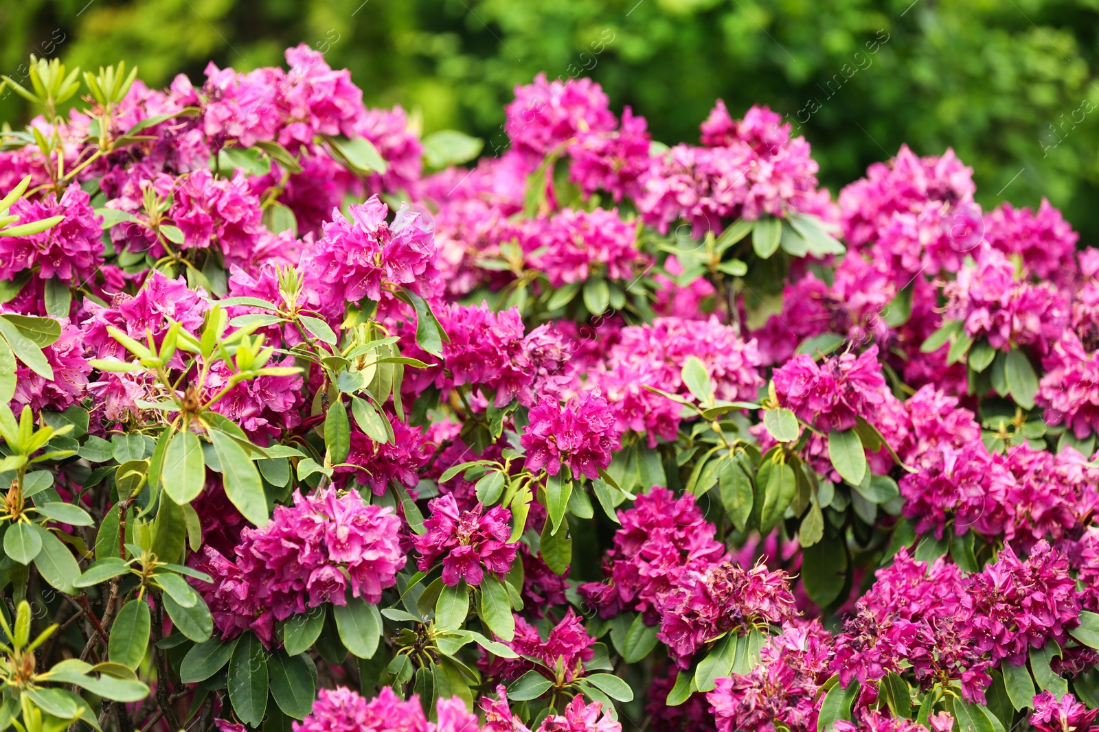 Photo of Beautiful blossoming bush with green leaves outdoors