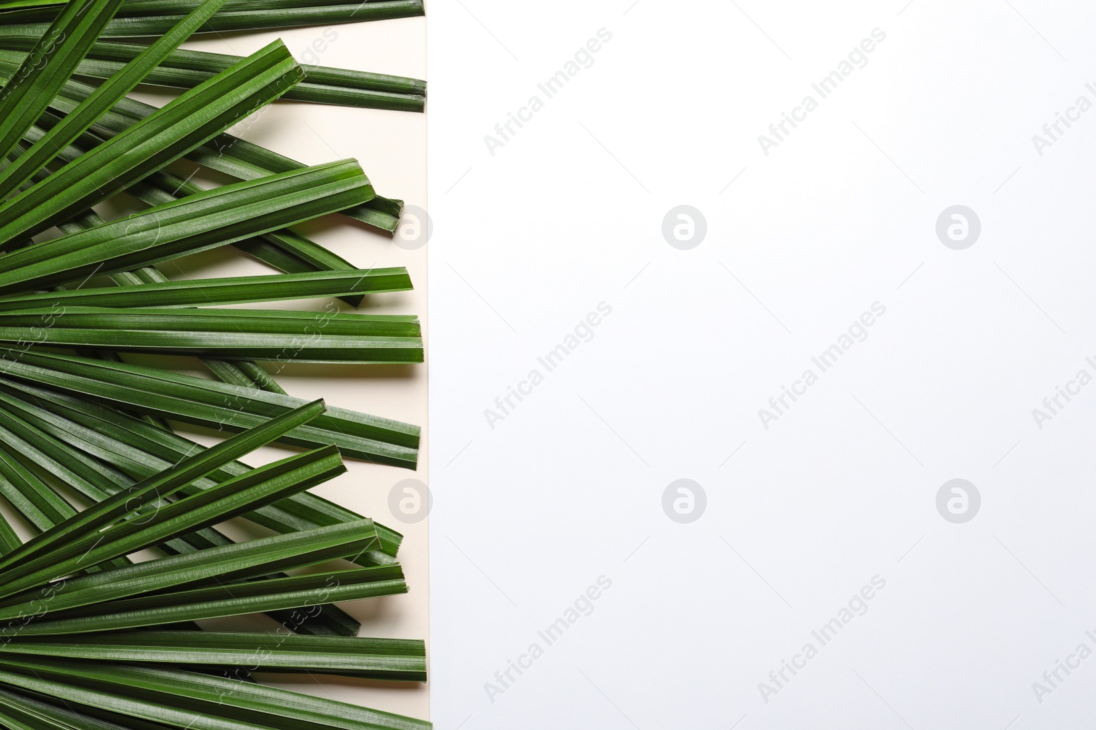 Photo of Tropical leaves on light background, top view. Creative creative ideas