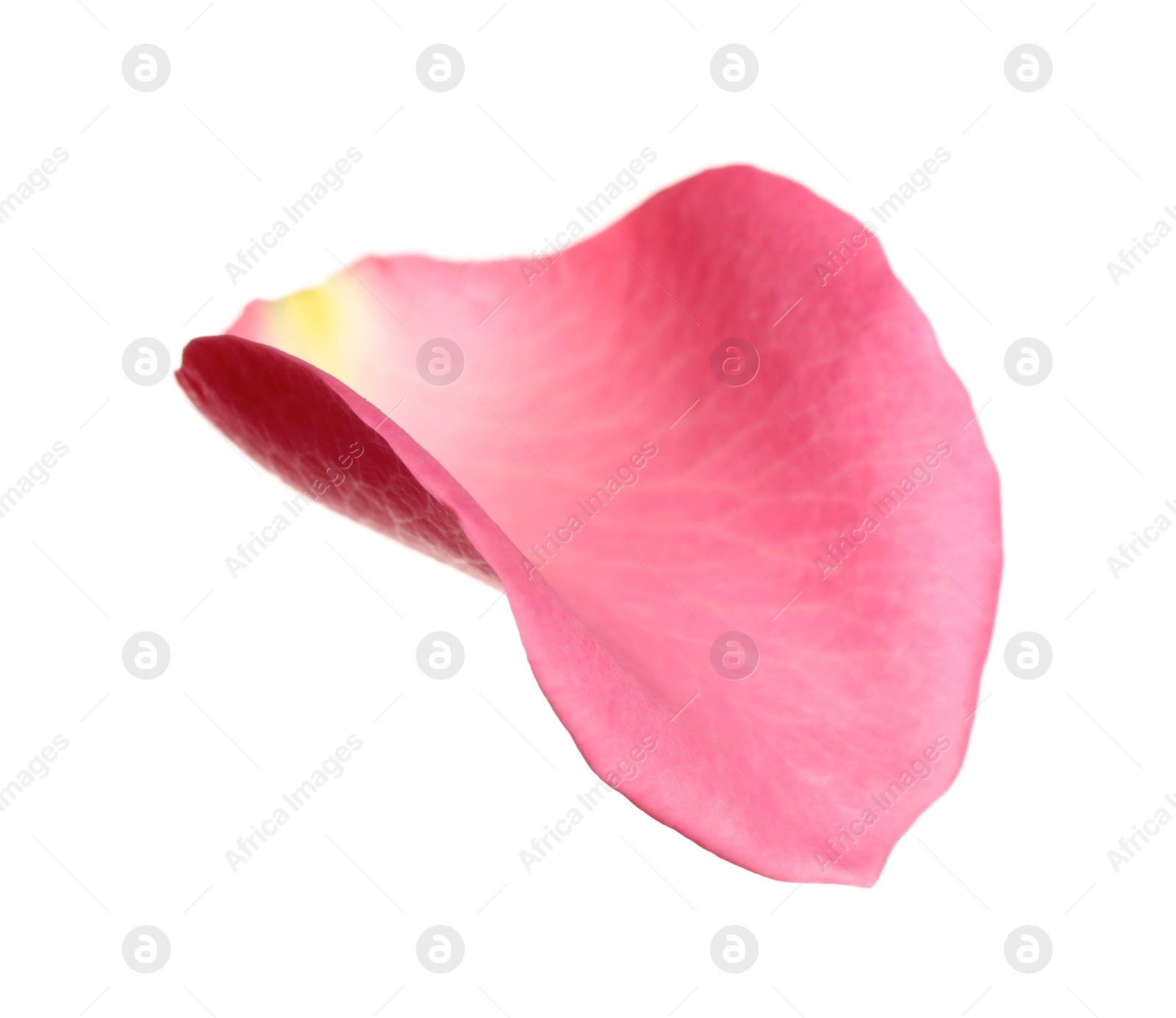 Photo of Fresh pink rose petal isolated on white