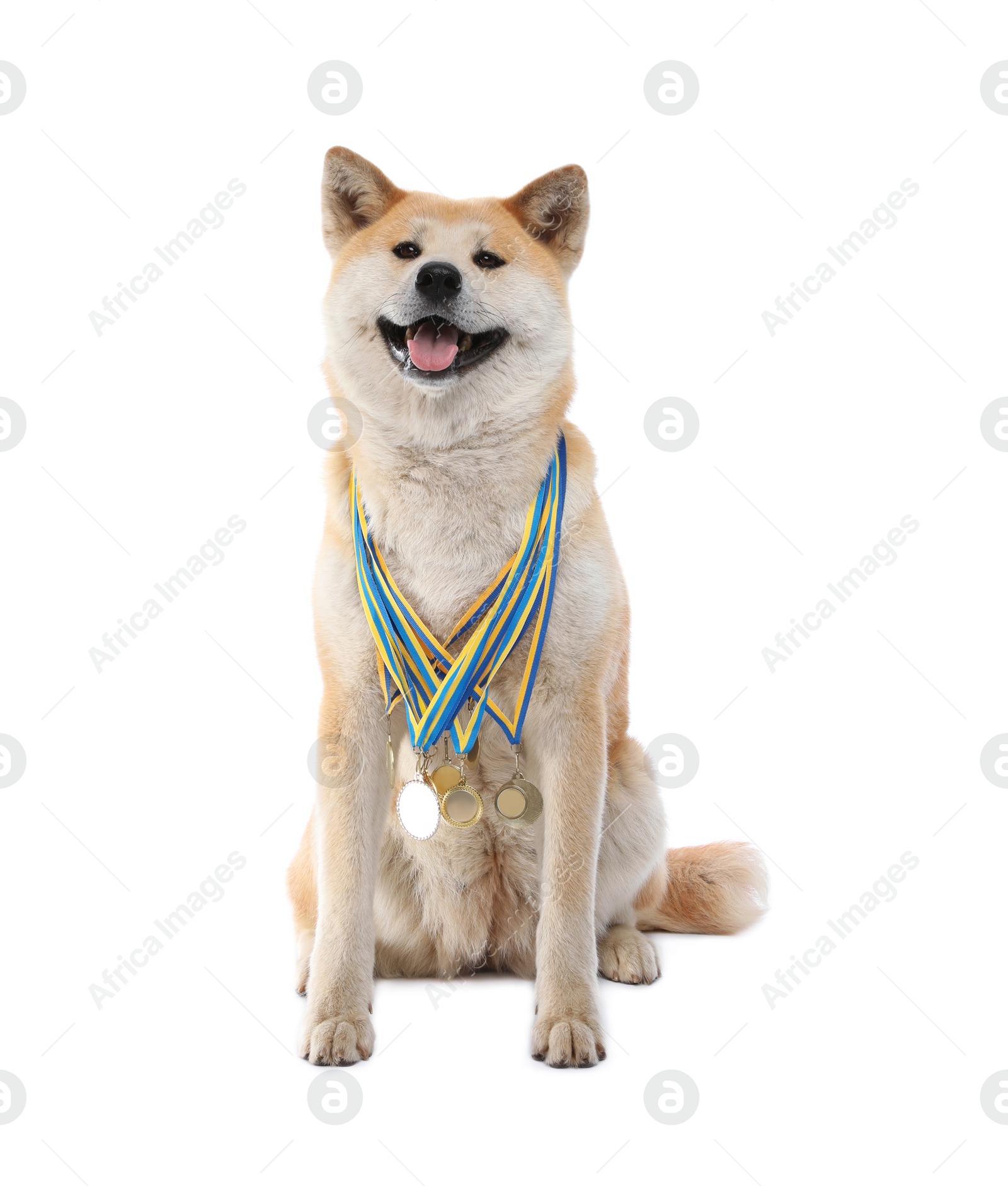 Photo of Adorable Akita Inu dog with champion medals on white background