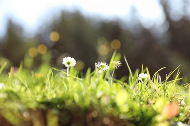 Photo of Beautiful flowers growing on green meadow in summer