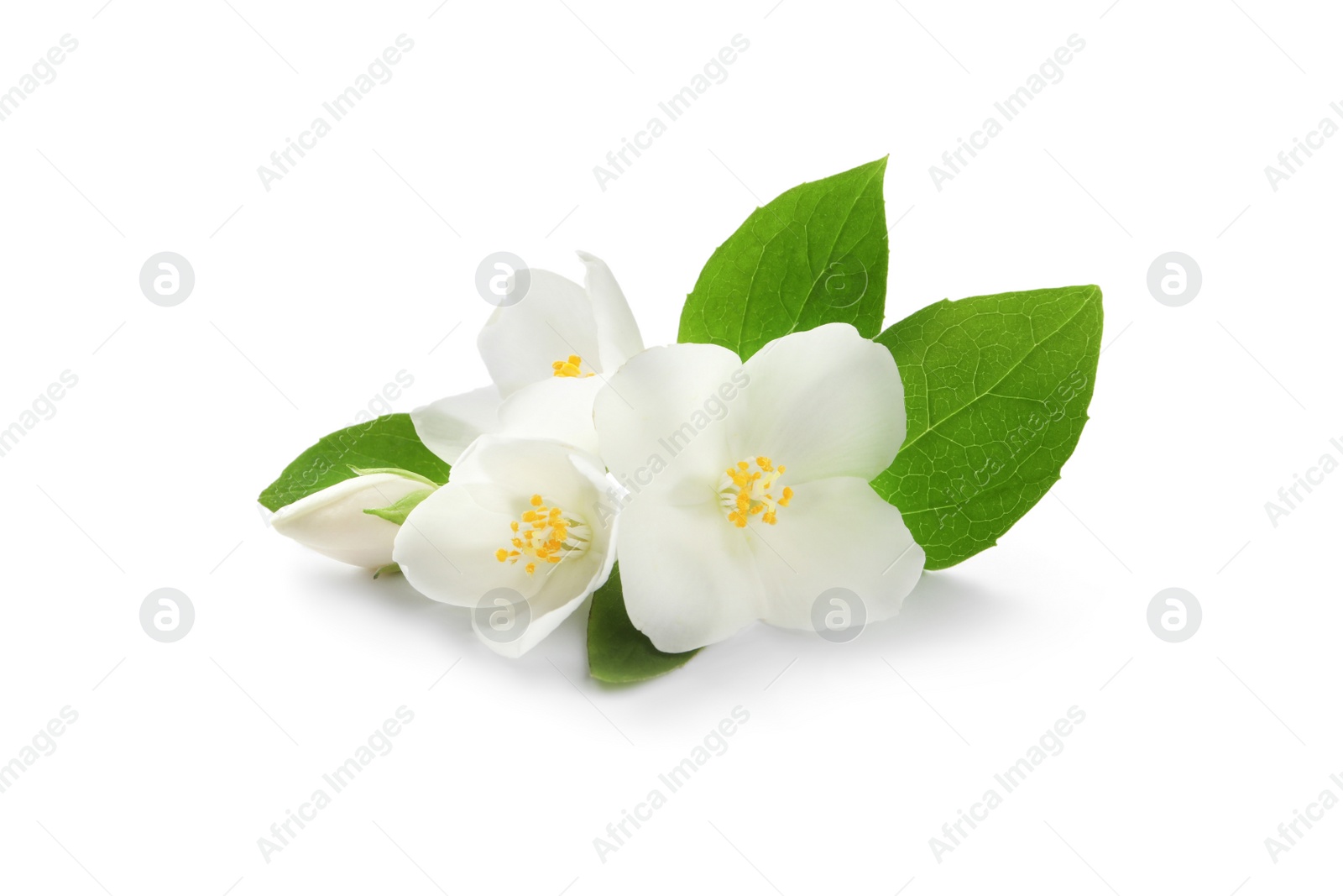 Photo of Beautiful flowers of jasmine plant with leaves on white background