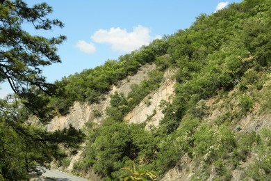 Photo of Beautiful mountain with trees, flowers and bushes near road
