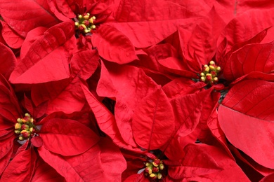 Photo of Beautiful poinsettia as background, top view. Traditional Christmas flower