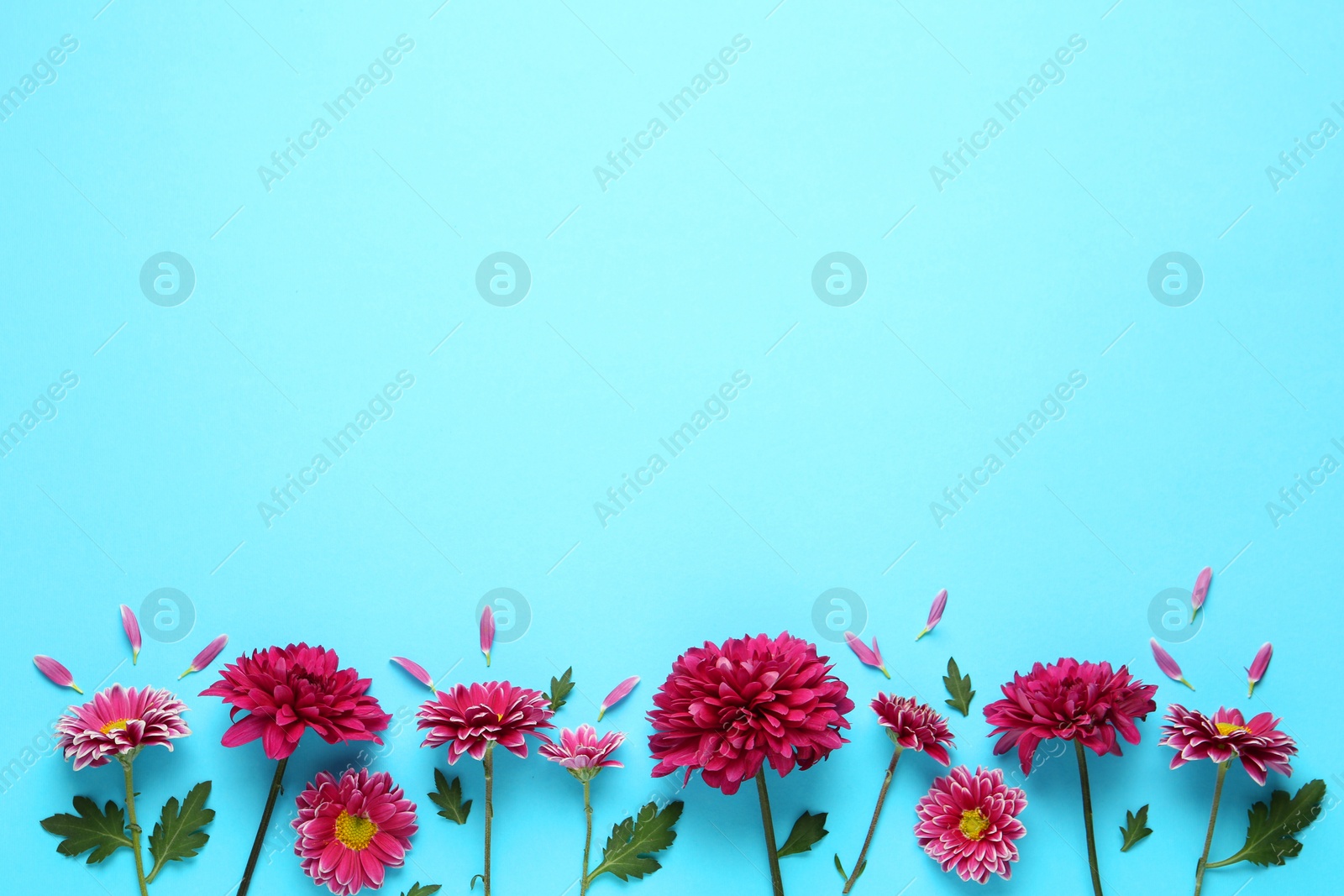 Photo of Beautiful chrysanthemum flowers on light blue background, flat lay. Space for text