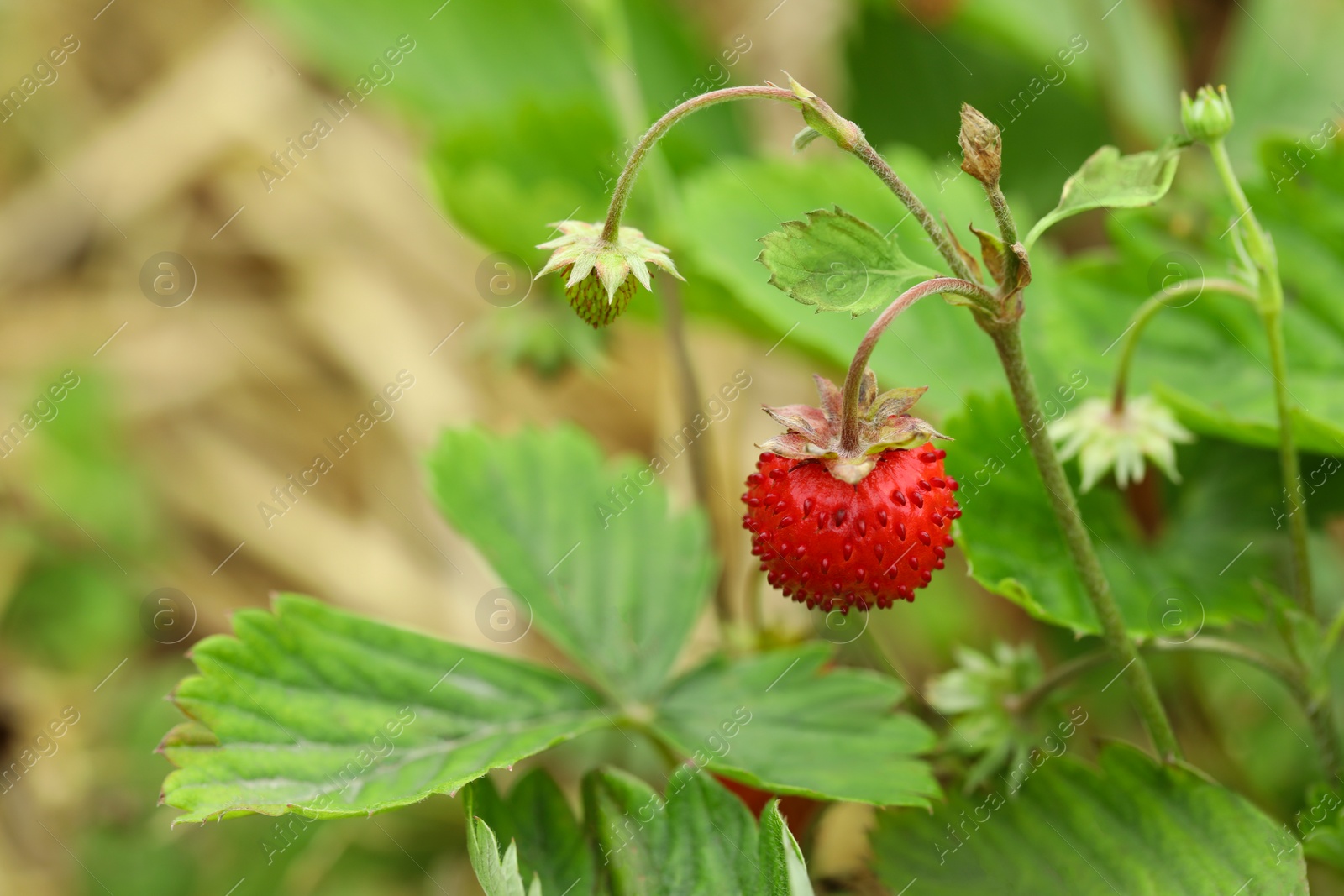 Photo of Ripe wild strawberry growing outdoors, space for text. Seasonal berries