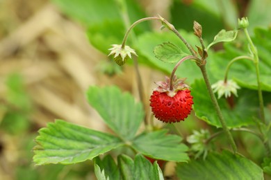 Ripe wild strawberry growing outdoors, space for text. Seasonal berries