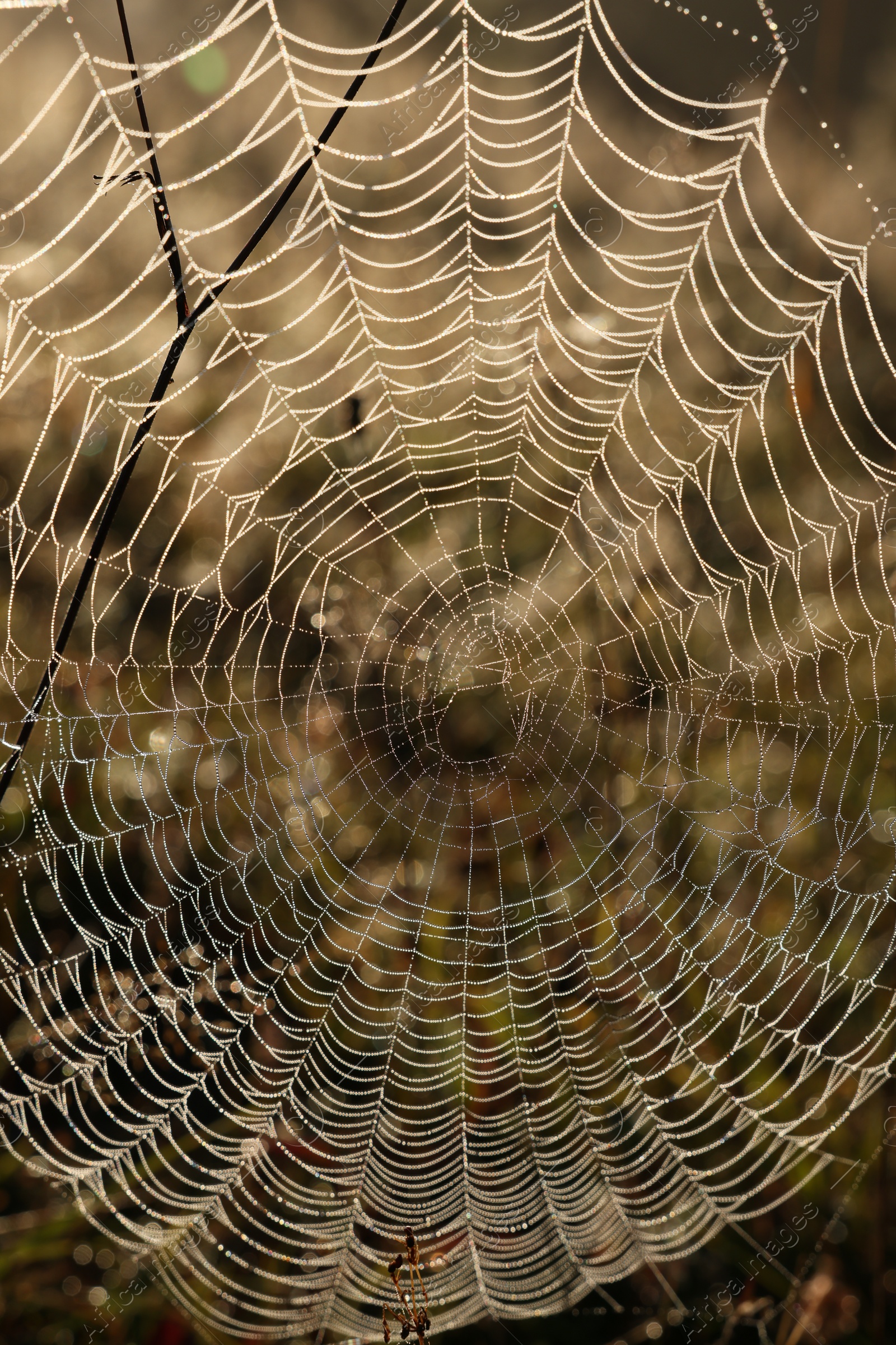 Photo of Empty cobweb in meadow on sunny day, closeup