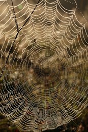 Empty cobweb in meadow on sunny day, closeup