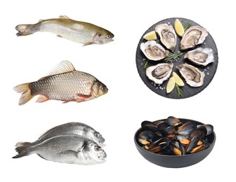 Image of Set with fresh raw dorado fish and other tasty seafood on white background