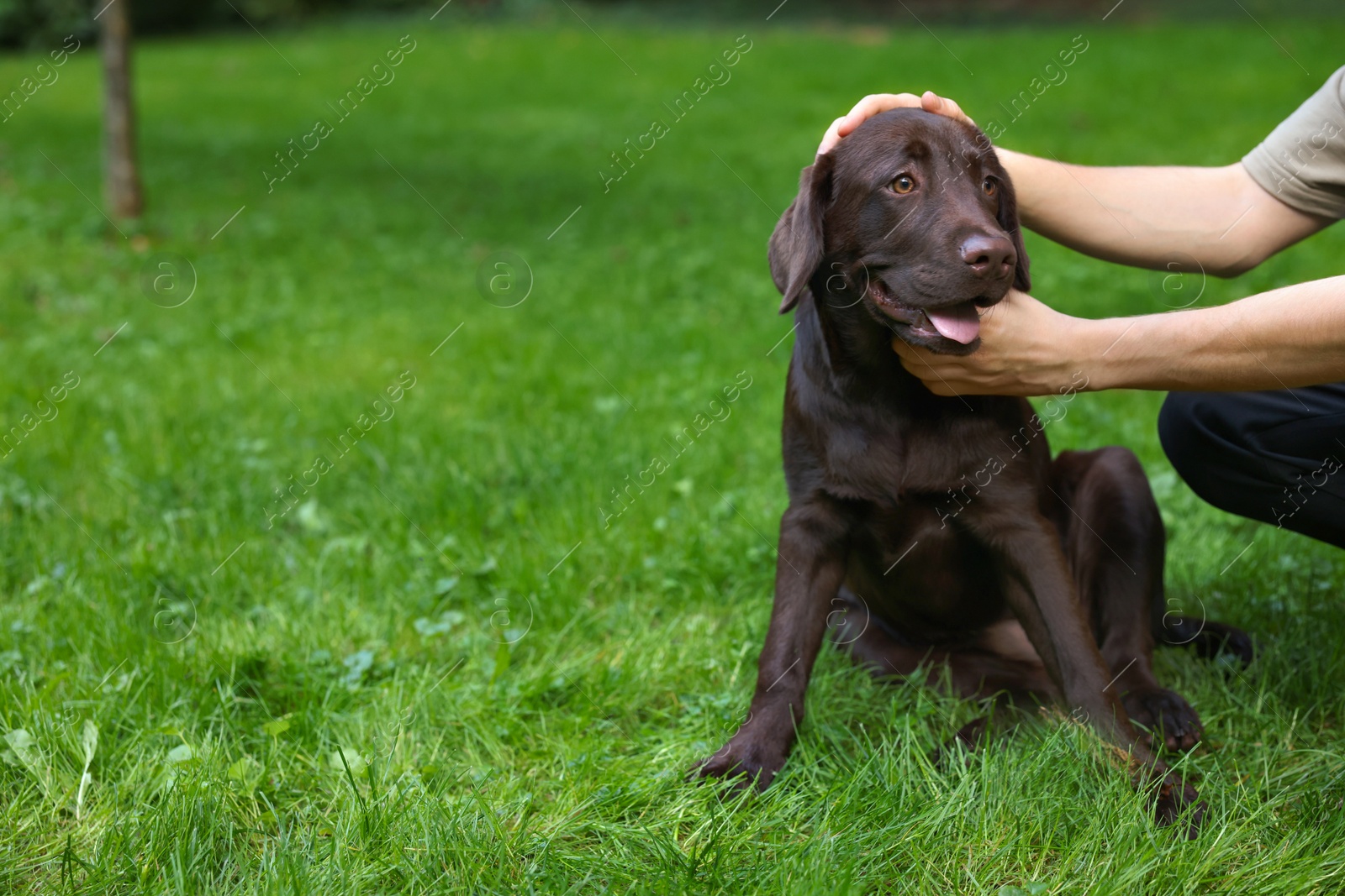 Photo of Man with adorable Labrador Retriever dog on green grass in park, closeup. Space for text