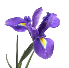 Photo of Beautiful violet iris flower isolated on white