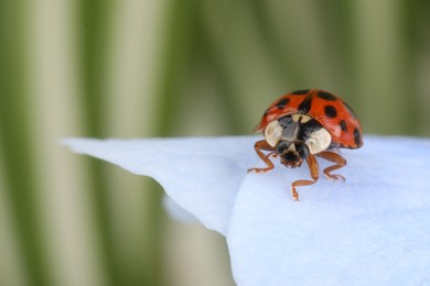 Photo of Ladybug on flower against blurred background, macro view. Space for text