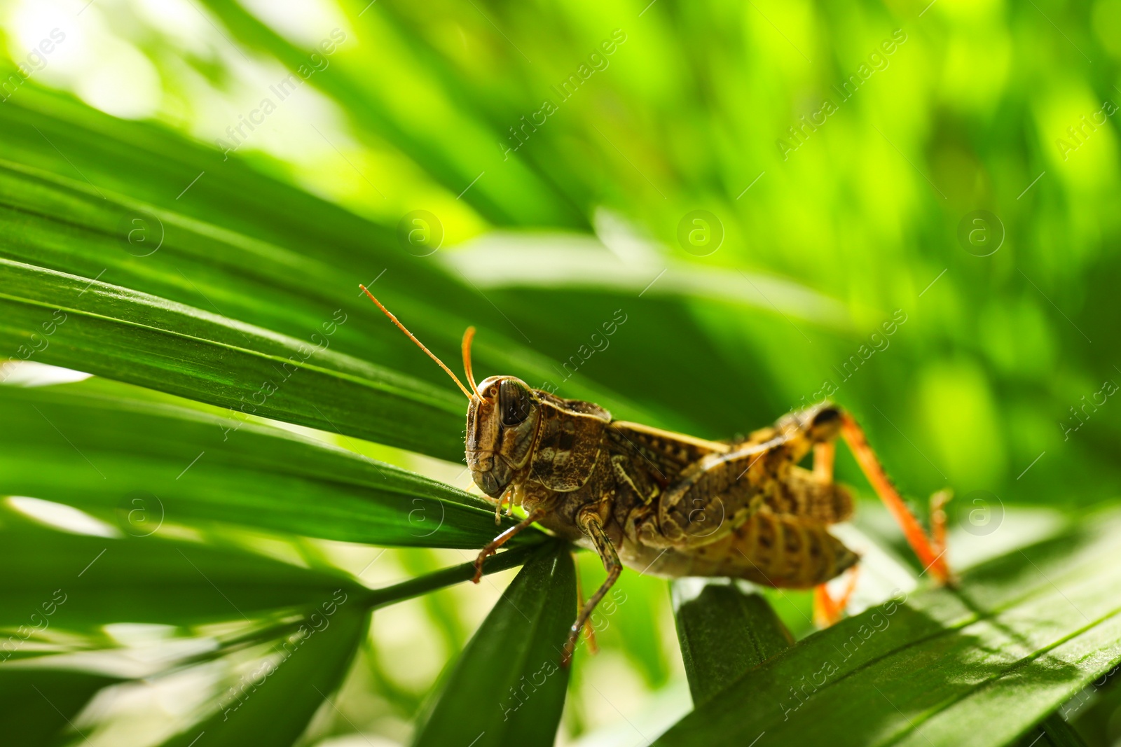 Photo of Common grasshopper on green leaf outdoors. Wild insect