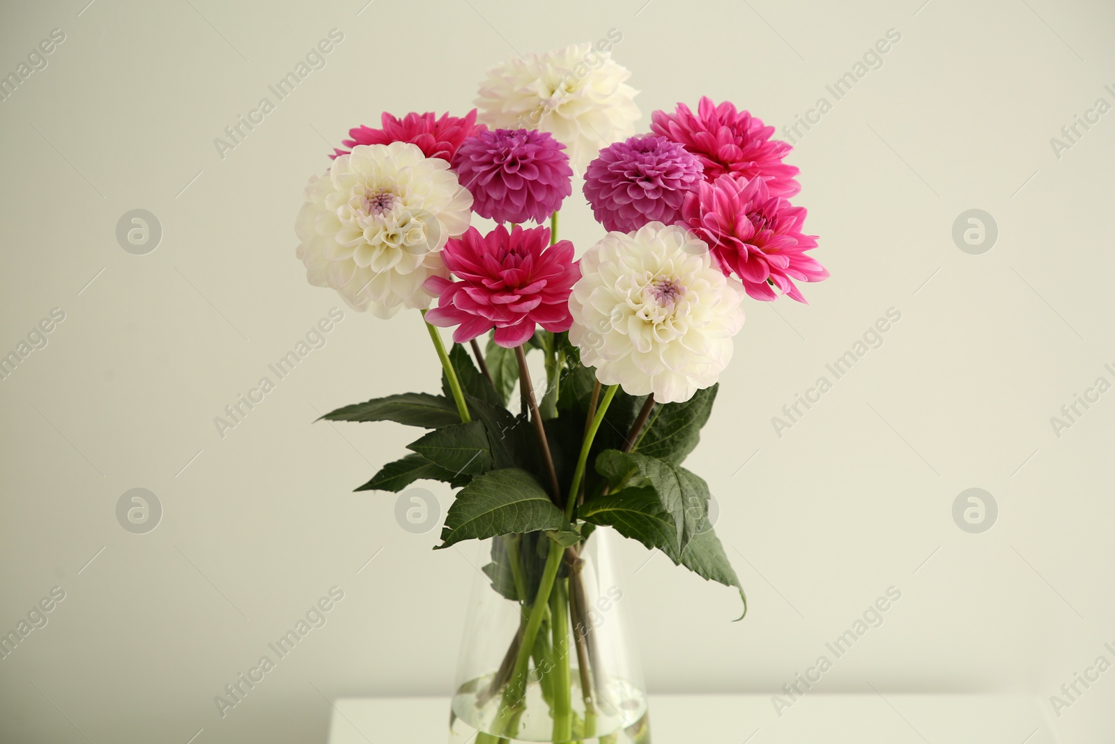 Photo of Bouquet of beautiful Dahlia flowers in vase near white wall