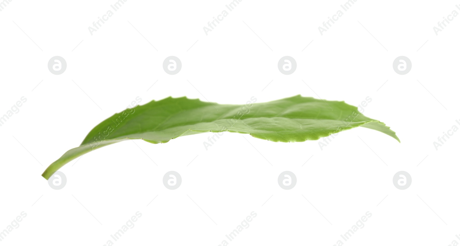 Photo of Green leaf of tea plant isolated on white