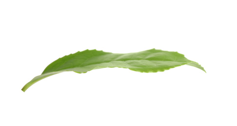 Photo of Green leaf of tea plant isolated on white