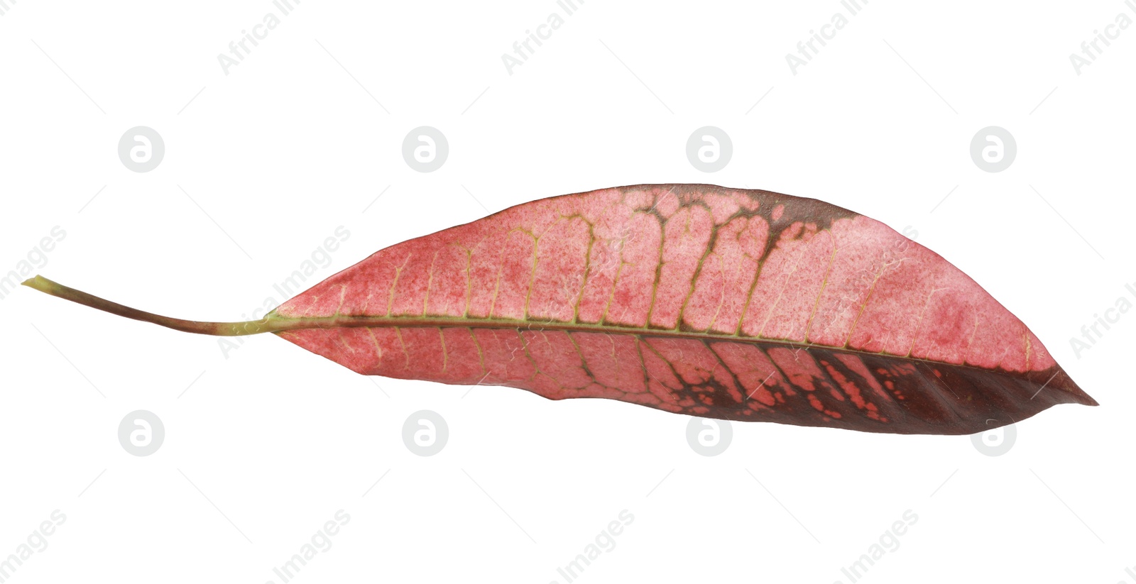 Photo of Leaf of tropical codiaeum plant on white background