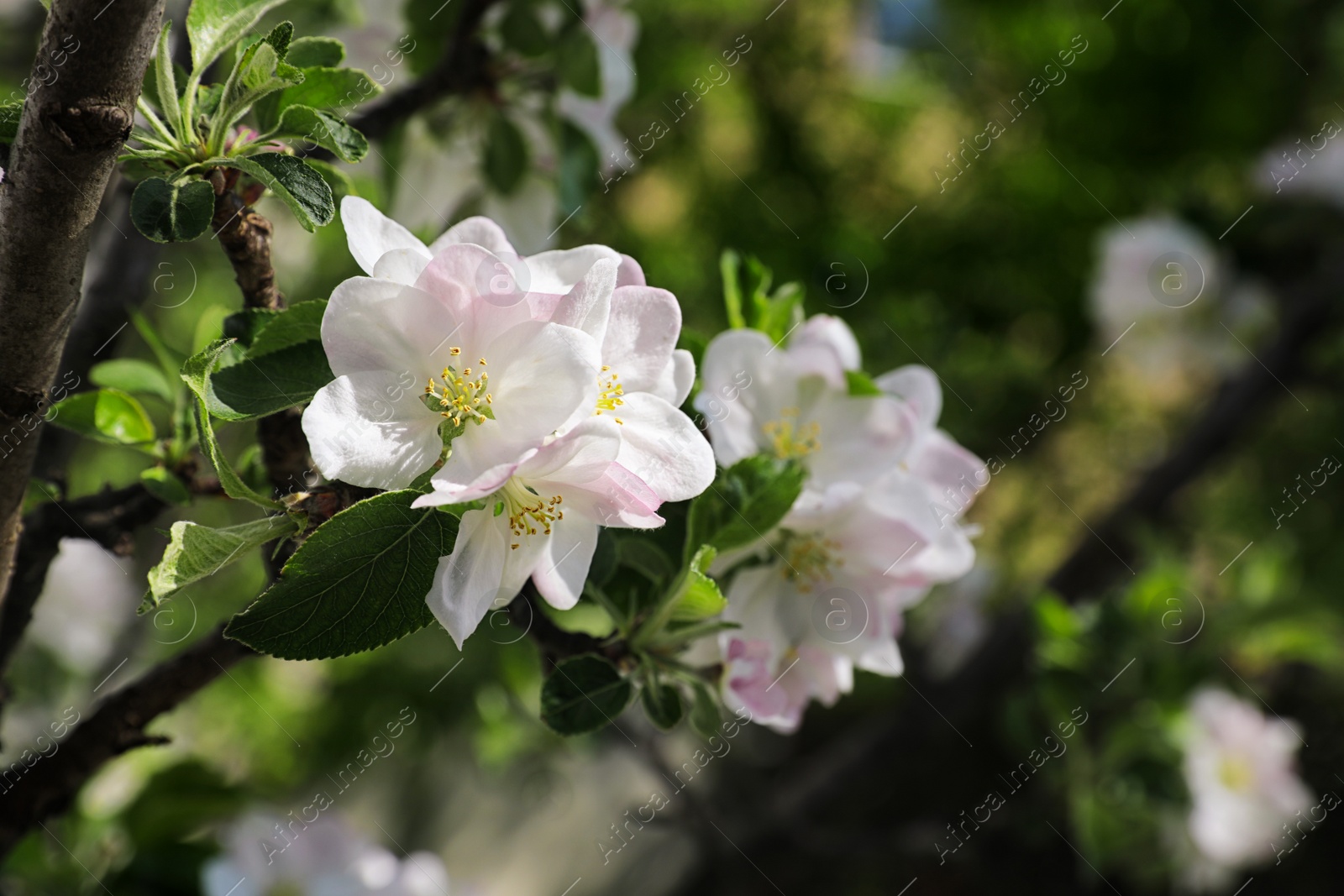 Photo of Closeup view of blossoming tree with white flowers outdoors