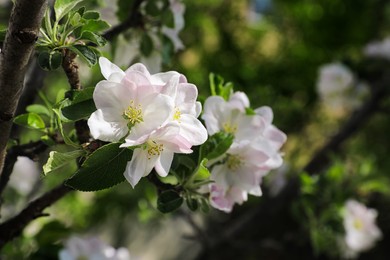 Photo of Closeup view of blossoming tree with white flowers outdoors