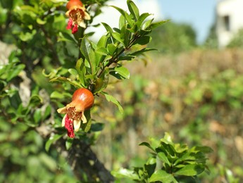 Photo of Pomegranate branch with growing fruits outdoors on sunny day, space for text