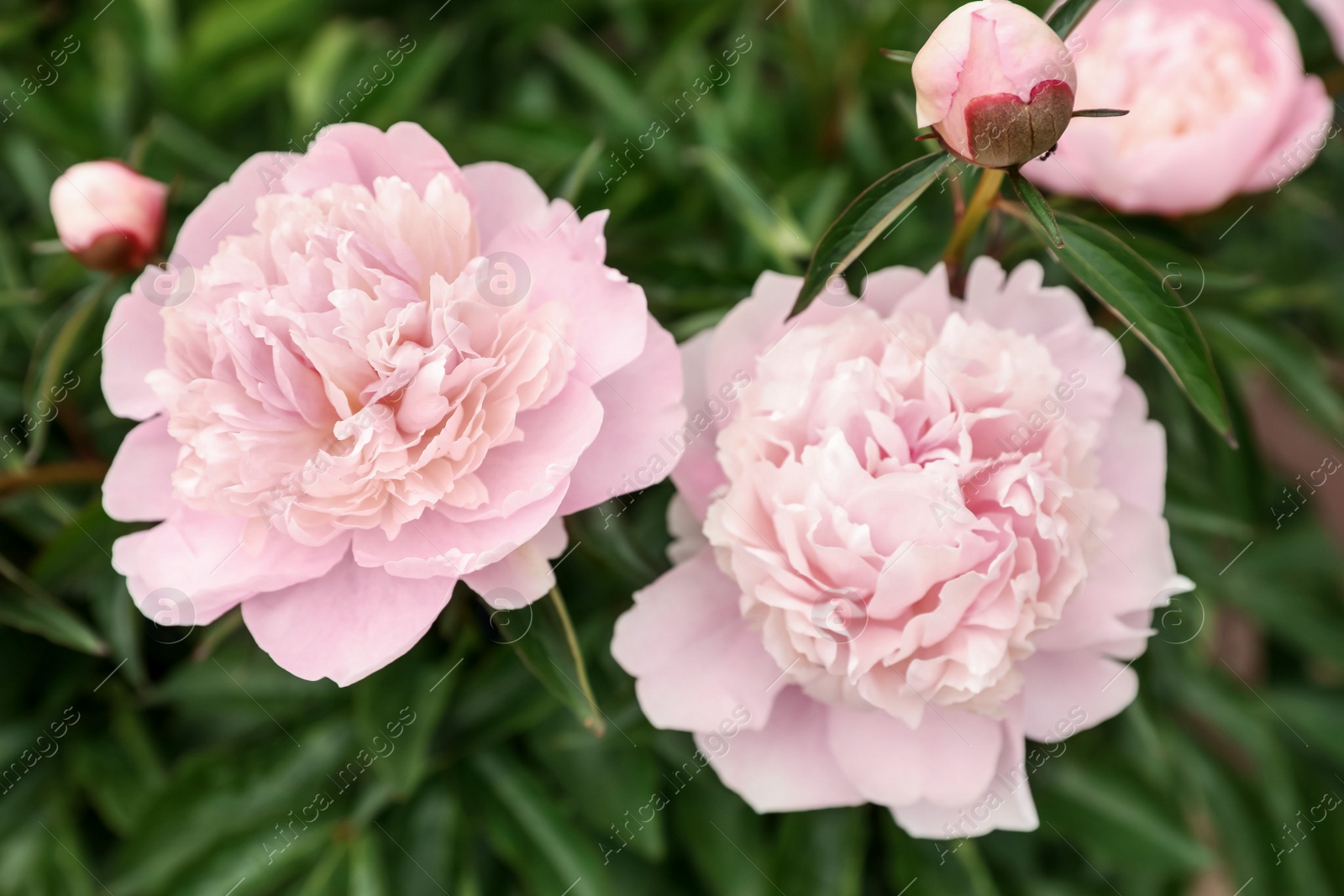 Photo of Beautiful blooming pink peony flowers in garden, closeup