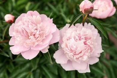 Beautiful blooming pink peony flowers in garden, closeup